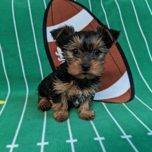 Meet your Posher, Annie